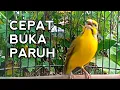 Lagu Mozambik gacor Ngerol cocok buat Masteran pleci - CEPAT BUKA PARUH