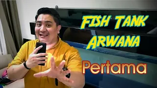 akuarium ikan arwana pertama bocah gerah channel