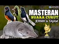 Download Lagu SUARA CURUT TAJAM || MASTERAN SUARA CURUT