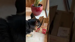 My food delivery