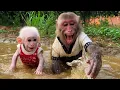 Download Lagu Baby Monkey Bibi and Lala Play in the Water Puddle with Dad Watching