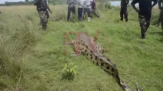 Crocodile attacks threaten lives along Lake Victoria