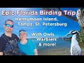 Download Lagu Epic Florida Birding Trip - Honeymoon Island, Tampa, St Petersburg with Owls, Warblers and more  Ep1