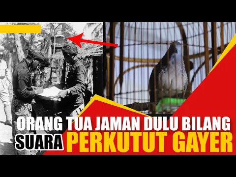 Download MP3 SUARA PERKUTUT LOKAL GAYER DI SUKAI ORANG TUA JAMAN DAHULU