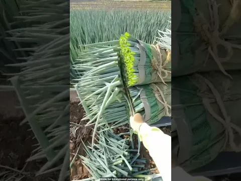 Why farmer cut their green onion leaves?