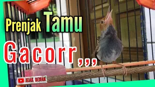 Download Prenjak TAMU manapun diJAMIN NYAUT GACOR dengan pancingan prenjak ini MP3