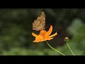 Relaxing Music 24/7, Sleep Music, Stress Relief Music, Spa, Meditation, Yoga, Zen, Sleeping Music