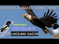 Download Lagu PANCINGAN KACER EMOSI BUKA EKOR, SUARA ELANG BIKIN EMOSI KACER