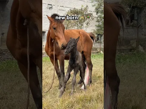 New Born 🥰🐴🐴 #ytshorts #manipurpony