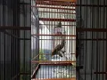Download Lagu masteran burung cililin gacor sadis bener suaranya