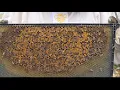 Warm weather high pollen count and what it means for our bees