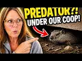 We Built the Chicken Run Then Found a Predator Living Under It Ep 32