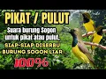 Download Lagu SUARA UNTUK PIKAT / PULUT BURUNG SOGON LIAR || Pasti diserbu banyak burung Sogon