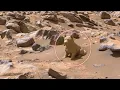 Download Lagu The Forgotten Shore of Mars — Where Water Once Whispered | Perseverance Rover Send clip SOL - 1043