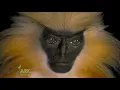 An endangered Gee s golden langur Trachypithecus geei at the Assam State Zoo