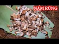 Download Lagu SĂN CÂY ĐA \u0026 BẮT ĐẦU CHO NẤM MỐI