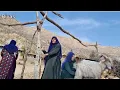 Download Lagu Making aql for the sheep and milking them by the village woman