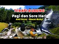 Lagu terapi burung pagi dan sore hari, terapi air untuk semua jenis burung