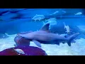 Virginia Aquarium Recognized by Virginia Energy Efficiency Council
