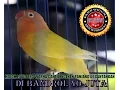 Download Lagu SUARA BURUNG : Heboh Love Bird Warna Cantik + Ngekek Panjang Di Bandrol 50 Juta