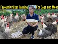 Download Lagu Fayoumi Kippenhouderij voor eieren - Hoe start je een bedrijf? Fayoumi Kippenboerderij - Kippenho...