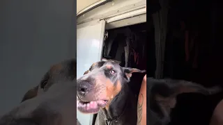 No filming me .. #fyp #dream #youtube #doberman #pets