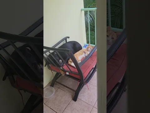 Cat & Dog live bad