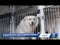 90 Great Pyrenees dogs rescued in Bloomfield hoarding case