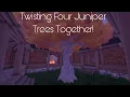 How to twist four juniper trees together - Palia