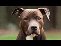 Pitbull Lab Mix Facts