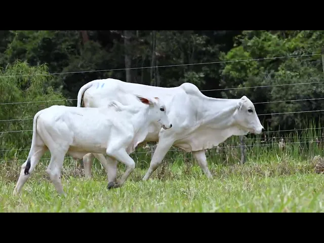 Novilha Nelore ACSM - 217