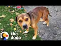 Lagu This Injured Pittie Knew Exactly Who To Ask For Help | The Dodo