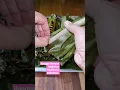 Download Lagu Lemper Bakar Isi Tongkol Asap. Lalampa khas Manado.