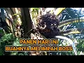 Lagu Panen hari ini buahnya melimpah boss !! panen sawit pokok tinggi !?!