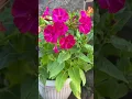 Download Lagu #shortvideo #egzonibrahimi #Surat_Al-Ikhlas #ikhlas #sortfeed #egzonibrahimi #nature