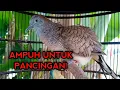 Download Lagu SUARA BURUNG PERKUTUT BANGKOK GACOR PALING AMPUH UNTUK PANCINGAN PERKUTUT BANGKOK BAHAN AGAR BUNYI 