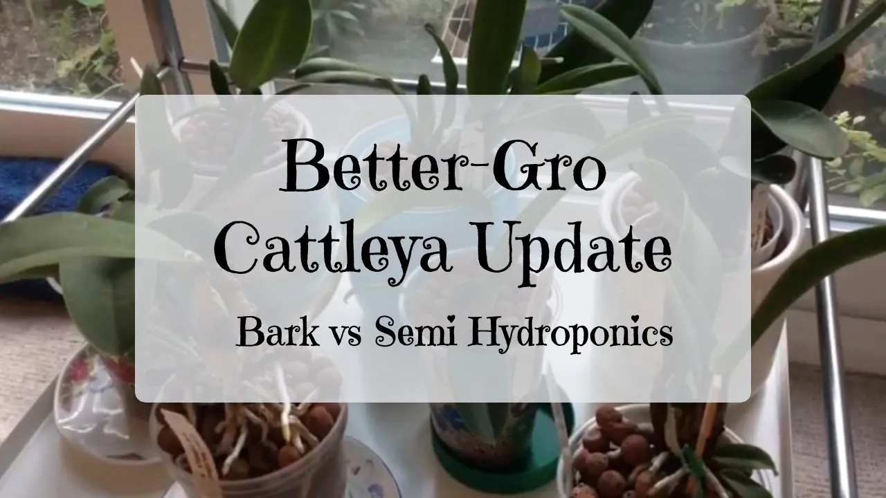 BETTER GRO CATTLEYA ORCHIDS IN BARK VS SEMI HYDROPONICS