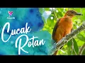 Download Lagu Suara Pancingan Burung Cucak Rotan Atau Pitohui Gacor | Pitohui Bird Singing