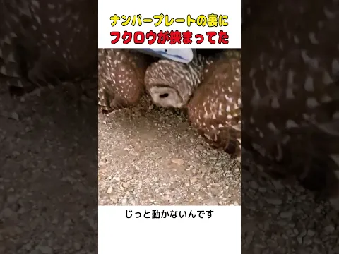 車のナンバープレートの裏で、フクロウが動けなくなっていました🦉  #shorts #動物救出 #フクロウ