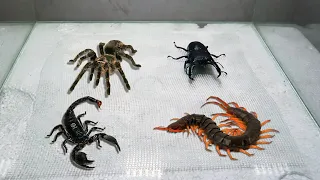 Download Scorpion Tarantula Centipede Black Titan Bug MP3