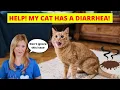 Download Lagu My Cat Has a Diarrhea! What Should I do? (Vet Explains) MP3