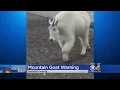 Mountain Goat Warning For Cyclists On Trails