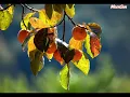 By my side [Lyrics] - Lâm Nhất Phong - Chet Lam