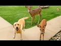 Download Lagu When Your Dog Brings Home a Friend