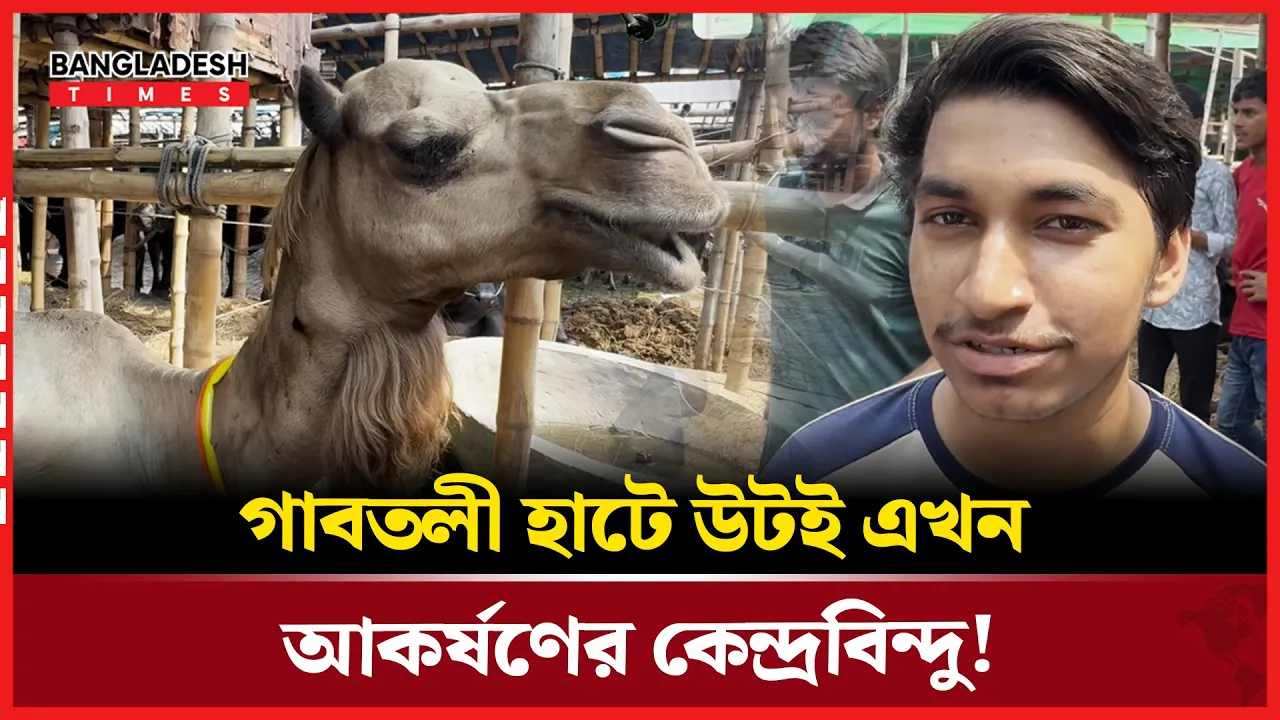 শুধুমাত্র উট দেখার জন্য খিলগাঁও থেকে এসেছি
