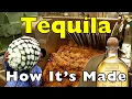 Download Lagu Hoe wordt tequila gemaakt?