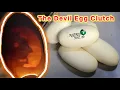 Ball Python Devil Egg Clutch