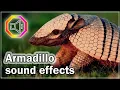 Armadillo sound effects | Armadillo screaming | Animal sounds