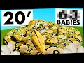 Our GIANT PYTHON Hatched Her Own Eggs