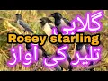 Download Lagu Suara Jalak Rosey Terbaik untuk Berburu (Wajib Coba Khasiatnya)#burung #burungliar #burungjalak #mawar